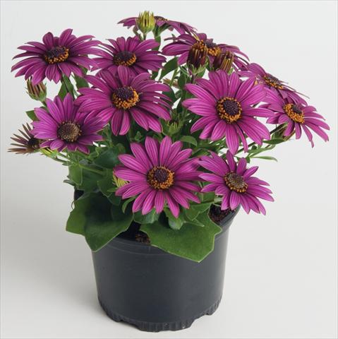 Foto de variedad de flores para ser usadas como: Maceta y planta de temporada Osteospermum ecklonis Astra Purple