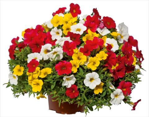 Foto de variedad de flores para ser usadas como: Maceta o Tarrina de colgar 3 Combo Colours Games Capri Mix