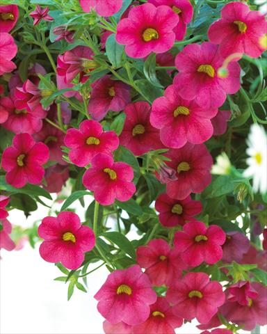 Foto de variedad de flores para ser usadas como: Maceta, planta de temporada, patio Calibrachoa Million Bells® Compact Cherry