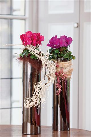 Foto de variedad de flores para ser usadas como: Tarrina de colgar / Maceta Cyclamen persicum Super Serie®s Jive®