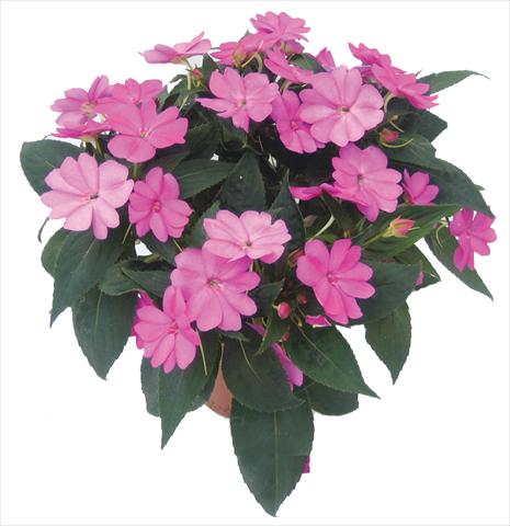 Foto de variedad de flores para ser usadas como: Maceta, planta de temporada, patio Impatiens N. Guinea SunPatiens® Compact Lilac