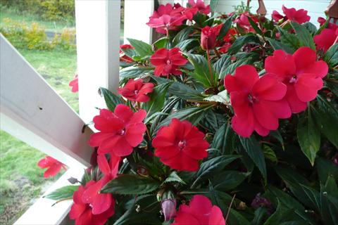 Foto de variedad de flores para ser usadas como: Maceta, planta de temporada, patio Impatiens N. Guinea SunPatiens® Spreading Carmine Red