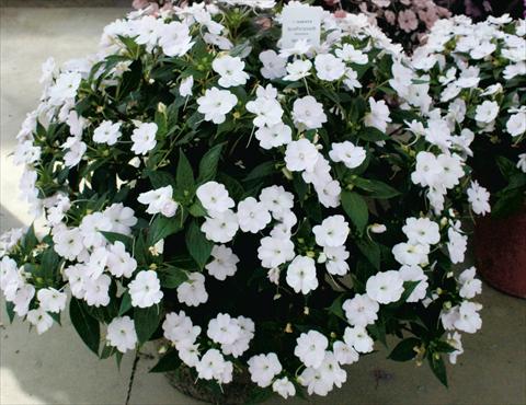Foto de variedad de flores para ser usadas como: Maceta, planta de temporada, patio Impatiens N. Guinea SunPatiens® White