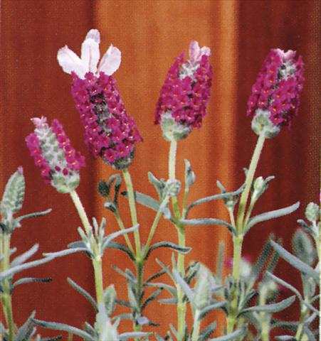 Foto de variedad de flores para ser usadas como: Maceta y planta de temporada Lavandula stoechas Madrid Pink