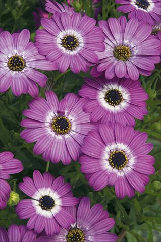 Foto de variedad de flores para ser usadas como: Maceta y planta de temporada Osteospermum ecklonis Cape Daisy Dodoma Purple