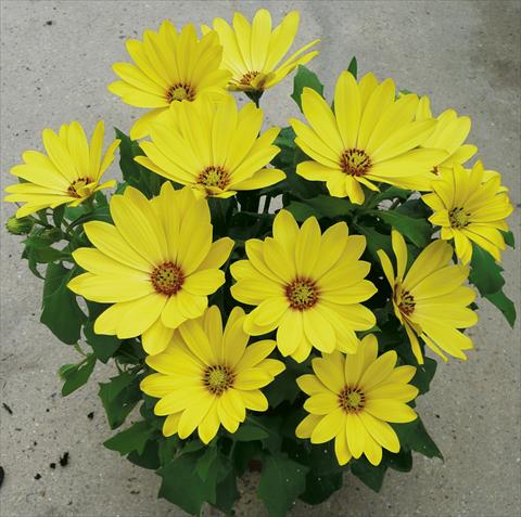 Foto de variedad de flores para ser usadas como: Maceta y planta de temporada Osteospermum ecklonis Cape Daisy Yellow Halo