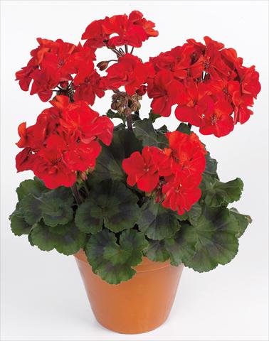 Foto de variedad de flores para ser usadas como: Maceta o Tarrina de colgar Pelargonium zonale pac® Abelina