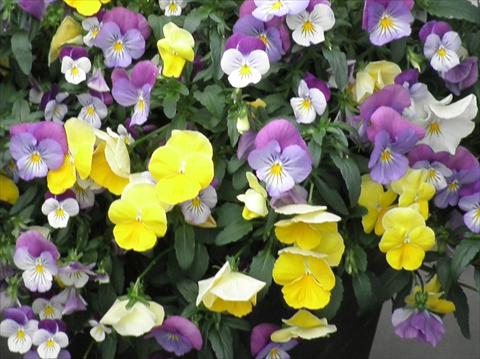 Foto de variedad de flores para ser usadas como: Maceta y planta de temporada Viola cornuta Superba F1