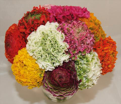 Foto de variedad de flores para ser usadas como: Maceta y planta de temporada Ranunculus asiaticus Pon-Pon® mix