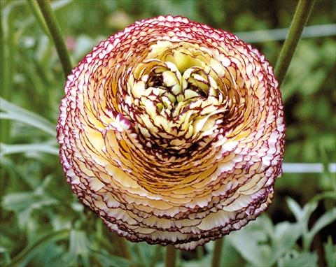 Foto de variedad de flores para ser usadas como: Maceta y planta de temporada Ranunculus asiaticus Pon-Pon®