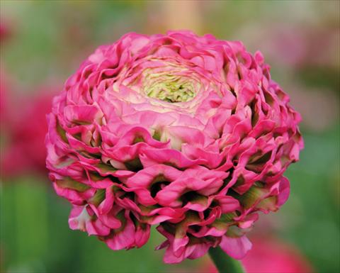 photo of flower to be used as: Pot and bedding Ranunculus asiaticus Pon-Pon®