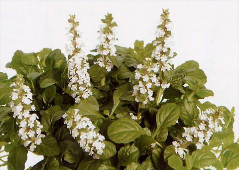 Foto de variedad de flores para ser usadas como: Maceta y planta de temporada Ajuga reptans Alba
