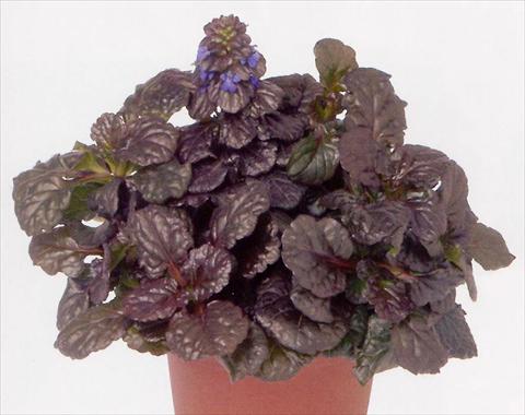 Foto de variedad de flores para ser usadas como: Maceta y planta de temporada Ajuga reptans Black Scallop