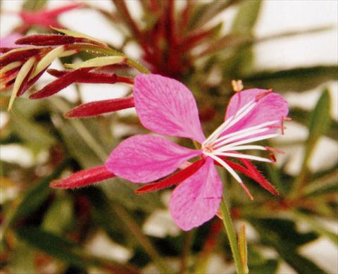 Foto de variedad de flores para ser usadas como: Planta de temporada / borde del macizo Gaura lindheimeri Pink