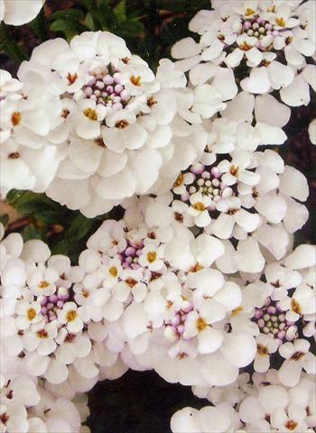 Foto de variedad de flores para ser usadas como: Planta de temporada / borde del macizo Iberis sempervirens Masterpiece