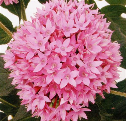 Foto de variedad de flores para ser usadas como: Maceta y planta de temporada Pentas lanceolata Panic Lilac