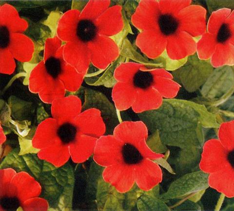 Foto de variedad de flores para ser usadas como: Tarrina de colgar / Maceta Thunbergia alata Arizona Dark Red