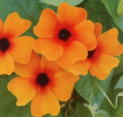 Foto de variedad de flores para ser usadas como: Tarrina de colgar / Maceta Thunbergia alata Sunny Susy Red Orange