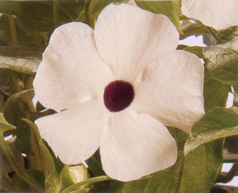 Foto de variedad de flores para ser usadas como: Tarrina de colgar / Maceta Thunbergia alata White