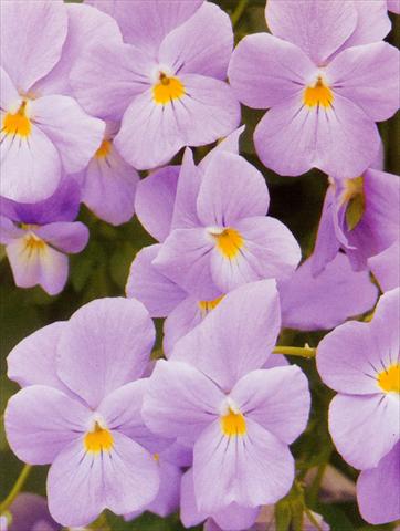 Foto de variedad de flores para ser usadas como: Maceta y planta de temporada Viola hybrida Friolina® Aquamarine Cascadiz