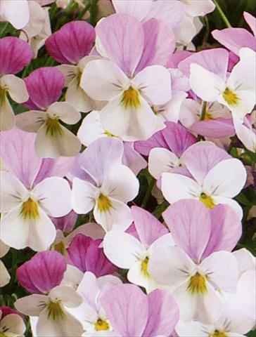 Foto de variedad de flores para ser usadas como: Maceta y planta de temporada Viola hybrida Friolina® Pink White Cascadiz