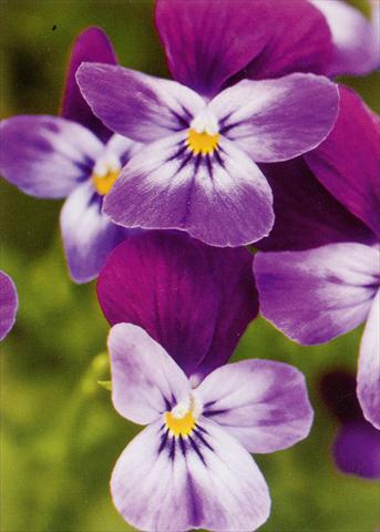 Foto de variedad de flores para ser usadas como: Maceta y planta de temporada Viola hybrida Friolina® Purple Blue Cascadiz