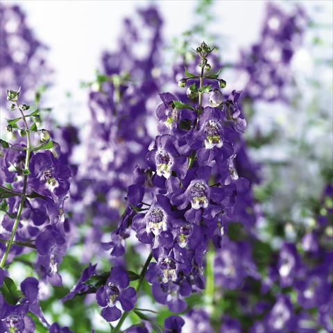 Foto de variedad de flores para ser usadas como: Maceta, planta de temporada, patio Angelonia angustifolia pac® Adessa Blu