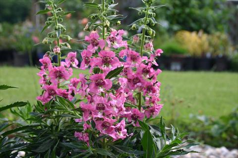 Foto de variedad de flores para ser usadas como: Maceta, planta de temporada, patio Angelonia angustifolia pac® Adessa Pink