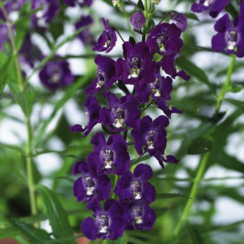 Foto de variedad de flores para ser usadas como: Maceta, planta de temporada, patio Angelonia angustifolia pac® Adessa Purple
