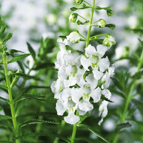 Foto de variedad de flores para ser usadas como: Maceta, planta de temporada, patio Angelonia angustifolia pac® Adessa White