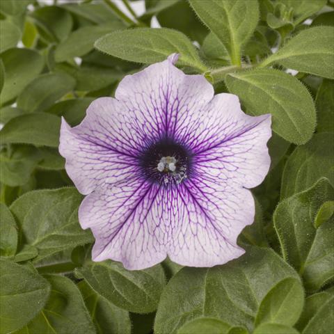 Foto de variedad de flores para ser usadas como: Maceta, planta de temporada, patio Petunia pac® Happytoonia Blue Vein