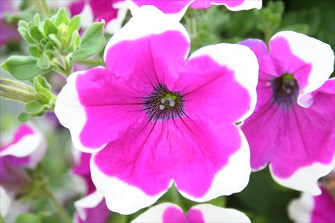 Foto de variedad de flores para ser usadas como: Maceta, planta de temporada, patio Petunia pac® Happytoonia Picotee Purple