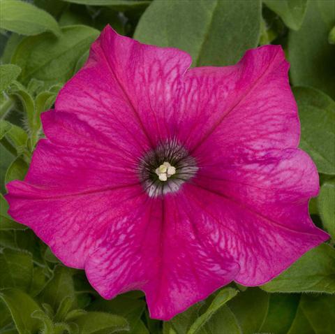 Foto de variedad de flores para ser usadas como: Maceta, planta de temporada, patio Petunia pac® Happytoonia Pink