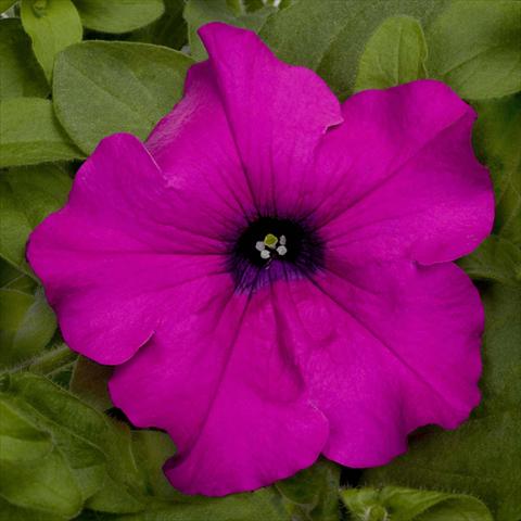 Foto de variedad de flores para ser usadas como: Maceta, planta de temporada, patio Petunia pac® Happytoonia Purple