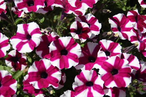 Foto de variedad de flores para ser usadas como: Maceta, planta de temporada, patio Petunia pac® Prettyttonia Purple Star