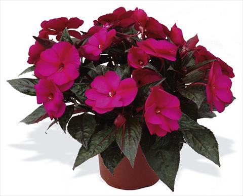 Foto de variedad de flores para ser usadas como: Maceta, planta de temporada, patio Impatiens N. Guinea pac® Impacio® Purple Improved