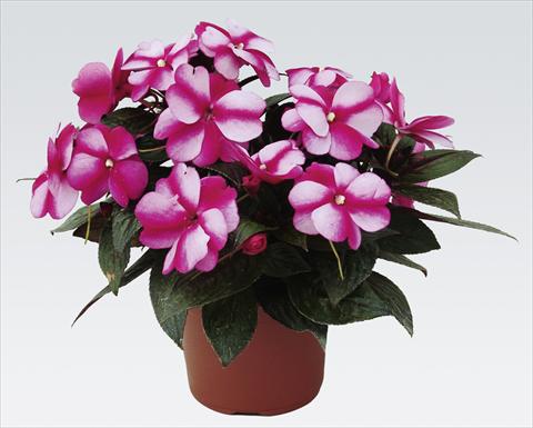 Foto de variedad de flores para ser usadas como: Maceta, planta de temporada, patio Impatiens N. Guinea pac® Impacio® Purple Star