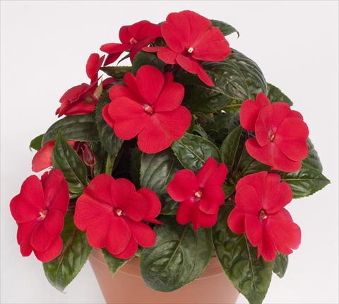 Foto de variedad de flores para ser usadas como: Maceta, planta de temporada, patio Impatiens N. Guinea pac® Impacio® Red Improved
