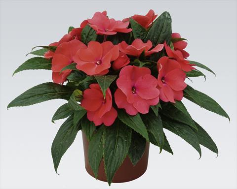 Foto de variedad de flores para ser usadas como: Maceta, planta de temporada, patio Impatiens N. Guinea pac® Impacio® Salmon