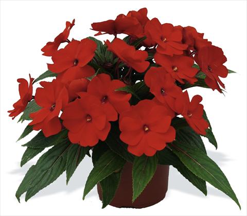 Foto de variedad de flores para ser usadas como: Maceta, planta de temporada, patio Impatiens N. Guinea pac® Impacio® Scarlet