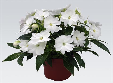 Foto de variedad de flores para ser usadas como: Maceta, planta de temporada, patio Impatiens N. Guinea pac® Impacio® White