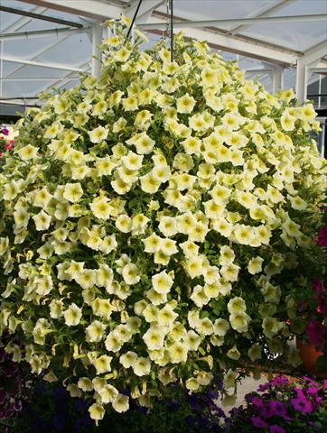 Foto de variedad de flores para ser usadas como: Maceta, planta de temporada, patio Petunia pac® Happytoonia Yellow