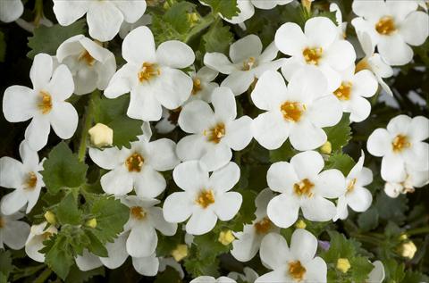 Foto de variedad de flores para ser usadas como: Maceta, patio, Tarrina de colgar Bacopa (Sutera cordata) Scopia™ Gulliver White