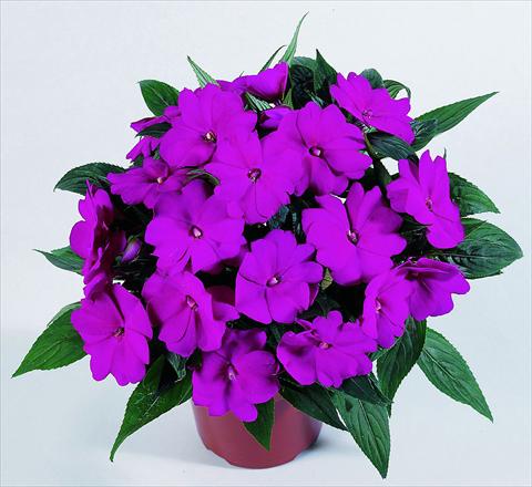 Foto de variedad de flores para ser usadas como: Maceta, planta de temporada, patio Impatiens N. Guinea RED FOX Petticoat Blue