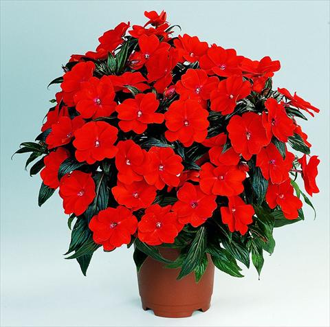 Foto de variedad de flores para ser usadas como: Maceta, planta de temporada, patio Impatiens N. Guinea RED FOX Petticoat Fire