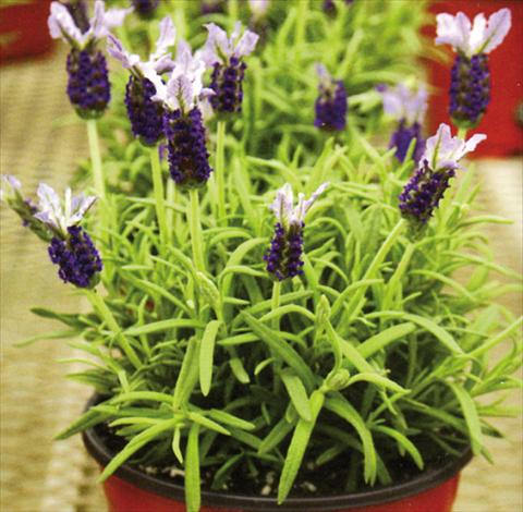 Foto de variedad de flores para ser usadas como: Maceta y planta de temporada Lavandula stoechas Marshwood