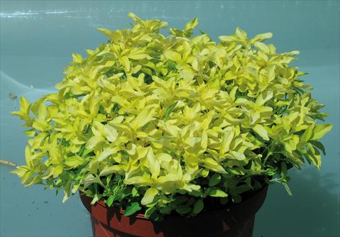 Foto de variedad de flores para ser usadas como: Maceta y planta de temporada Origanum vulgare Aureum Gold