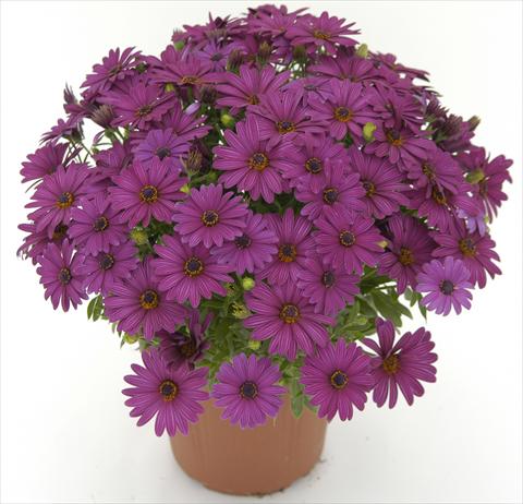 Foto de variedad de flores para ser usadas como: Maceta y planta de temporada Osteospermum Side Show Purple