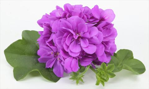 Foto de variedad de flores para ser usadas como: Maceta, patio, Tarrina de colgar Pelargonium peltatum pac® Amelit