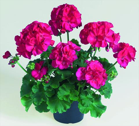 Foto de variedad de flores para ser usadas como: Maceta o Tarrina de colgar Pelargonium zonale RED FOX Green Series Lyrik